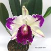 Rls.Kuwale Gem (2)